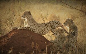 Leopard Mountain